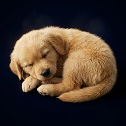 Sleeping Puppy